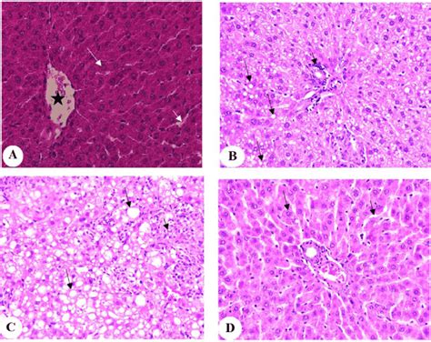 Liver Histopathology Of Some Experimental Groups As Shown By Download Scientific Diagram