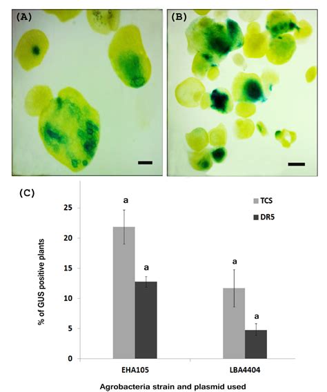 Development Of Efficient Protocols For Stable And Transient Gene