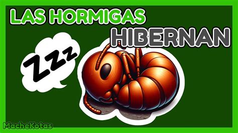 TODO SOBRE LA HIBERNACIÓN de las HORMIGAS YouTube