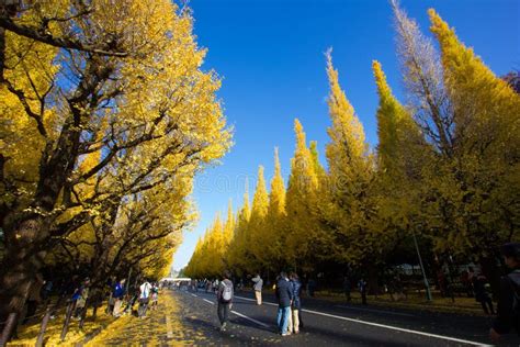 Avenida Del Ginkgo Del S Del Parque De Meiji Jingu Gaien Imagen