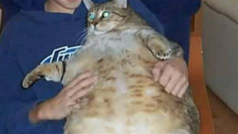 Top 5 Fattest Cats In The World