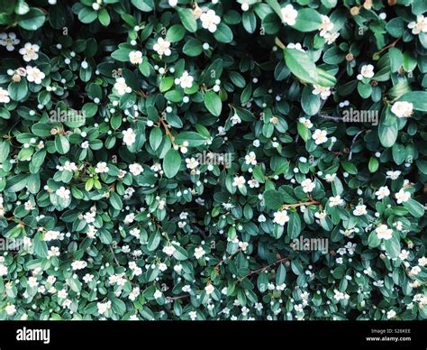 Flowering ground cover plant Stock Photo - Alamy