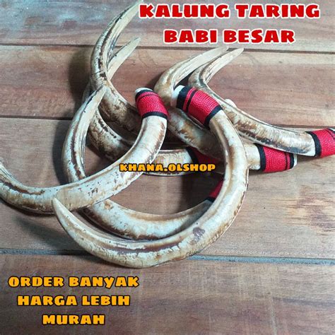 Jual Kalung Pria Etnik Dayak Kalimantan Taring Babi Besar Shopee