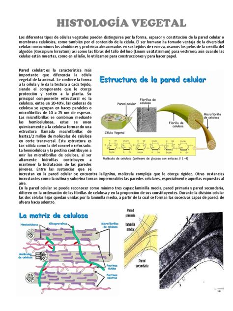 PDF Resumen De Tejidos Vegetales DOKUMEN TIPS