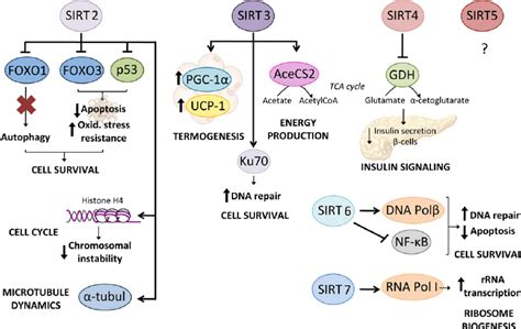 Protein Substrates And Cofactors Of Mammalian Sirtuins SIRT2 7