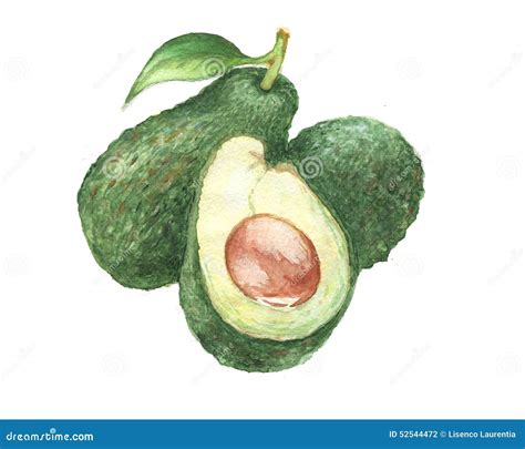 The Avocado Watercolor Painting Watercolor Stock Illustration