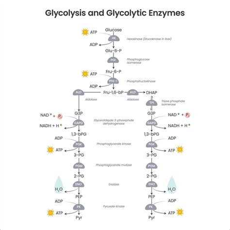 Glycolysis Biochemistry Science Vector Illustration Diagram 20953333