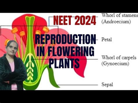 Reproduction In Flowering Plants Mcqs Class Th Board Exam Neet