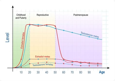 Estradiol and Estrogen Levels