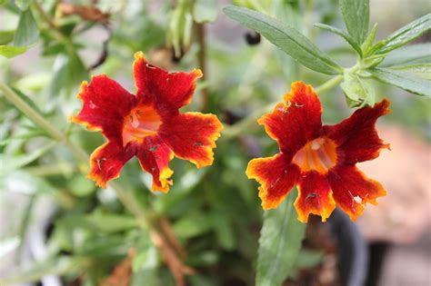 Mimulus Fiesta Marigold Monkeyflower And Other Jelly Bean Hybrids Oran