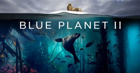 Blue Planet II Title Image | Roger Munns | Underwater Cinematographer