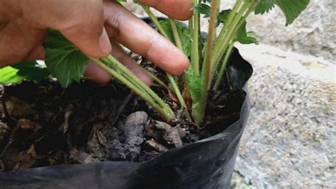 2 Cara Cepat Memperbanyak Tanaman Strawberry Lombok Organik