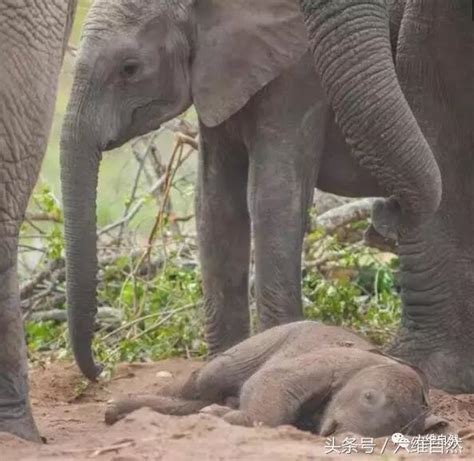 母象任由小象被獅子獵食？看完才知心酸母象一直在看著 每日頭條