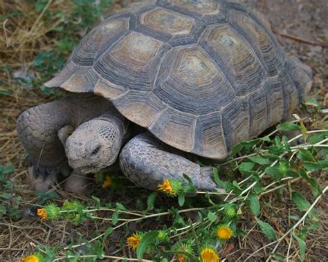 Desert Tortoise Tortoises Desert Tortoise Tortoise Care