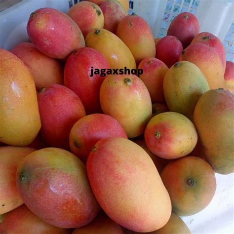 Jual Buah Mangga Podang Fresh 1 Kg Matang Pohon Asli Kediri Shopee