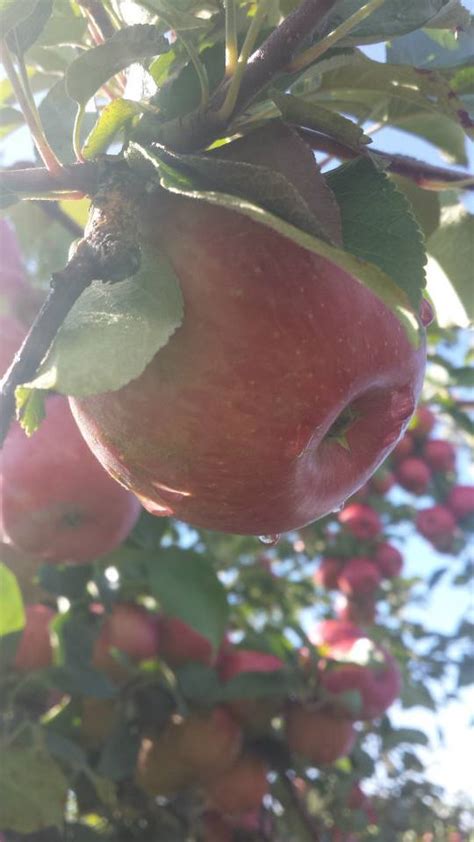 Quednow's Heirloom Apple Orchard - Farm Fresh Atlas