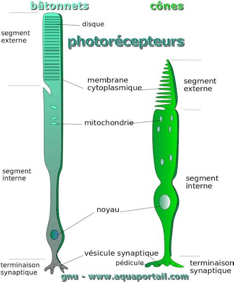 Photor Cepteur D Finition Et Explications