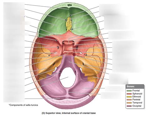 Internal Cranial Base Diagram Quizlet