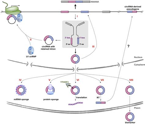 The Biogenesis Functions And Challenges Of Circular RNAs Molecular Cell