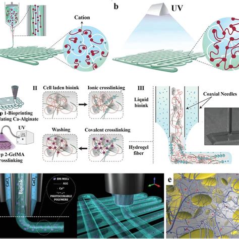 4D Printed Shapemorphing Actuators A Printed Multimaterial Hydrogel