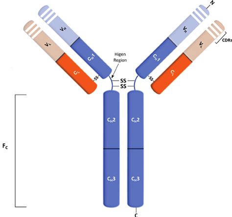 Antibody Fc