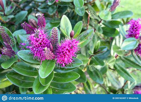 Selective Focus Shot Of Beautiful Hebe Plant With Purple Flowers In