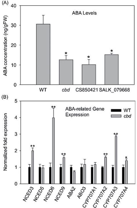 Aba Content And Expression Of Aba Metabolic Genes In The Cbd Mutant And Download Scientific