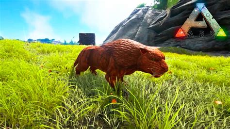 Ark Survival Evolved Pve Tigre Dente De Sabre Level Youtube