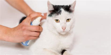 Frontline Spray for Cats: Overview, Dosage & Side Effects - Cats.com