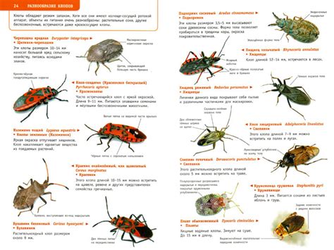 Насекомые России. Определитель