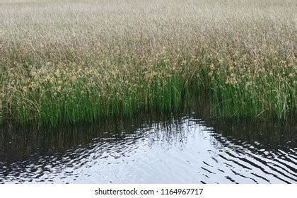 greater bullrush images stock  vectors shutterstock