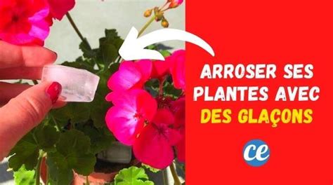 Bonnes Raisons D Arroser Vos Plantes Avec Des Gla Ons Plants