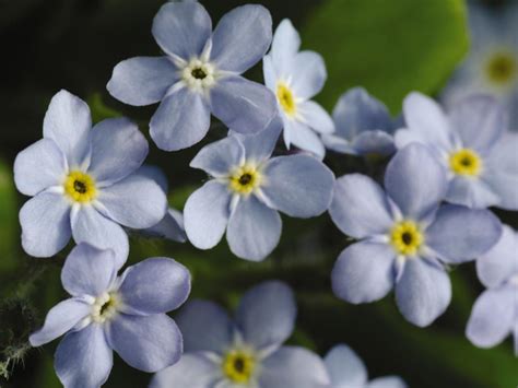 White Forget Me Not Flowers Meaning Best Flower Site