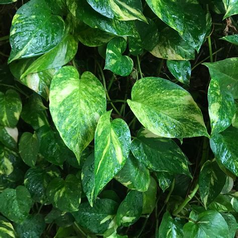 Epipremnum Aureum Golden Pothos PictureThis