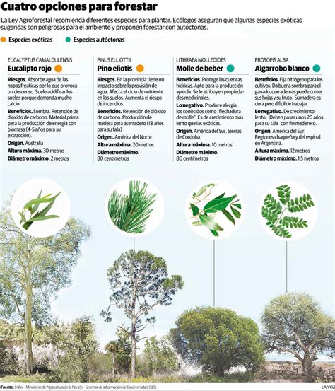 Details Cu Les Son Los Rboles Aut Ctonos Abzlocal Mx