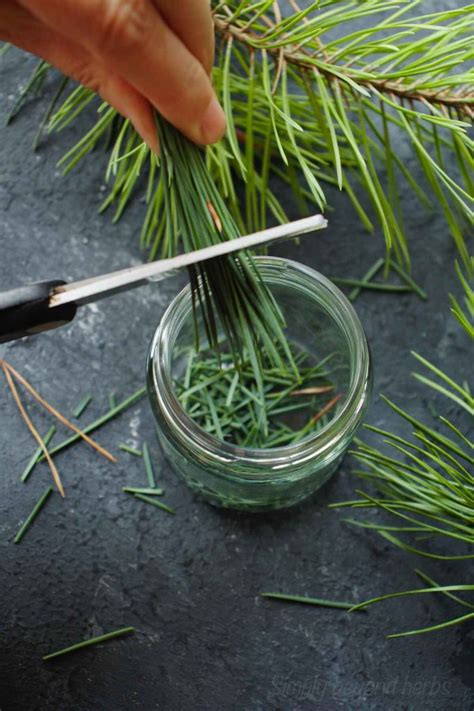 Pine Needle Tincture Recipe Simplybeyondherbs