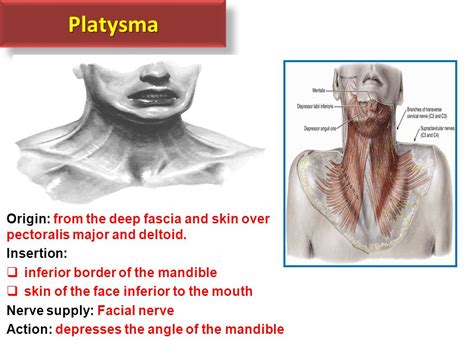 Platysma Origin And Insertion