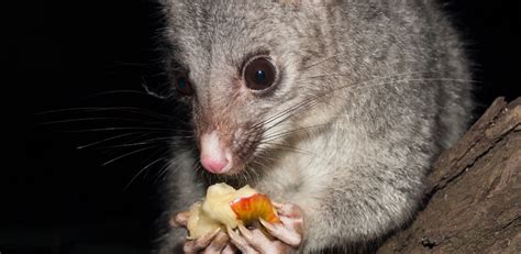 Possum proofing your trees - Fruit Salad Trees