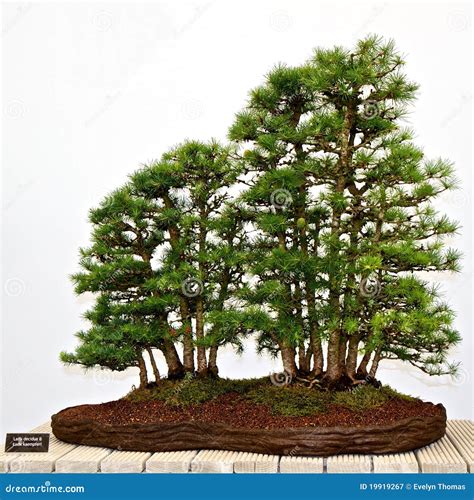 Bonsai Pine Tree At Chinese Garden Royalty-Free Stock Image ...