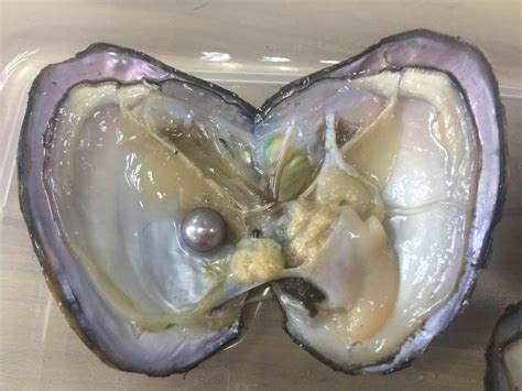 Oyster With Pearl