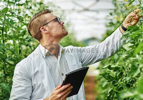 Outdoor Scientist Or Man With Tablet In Garden For Plant Research