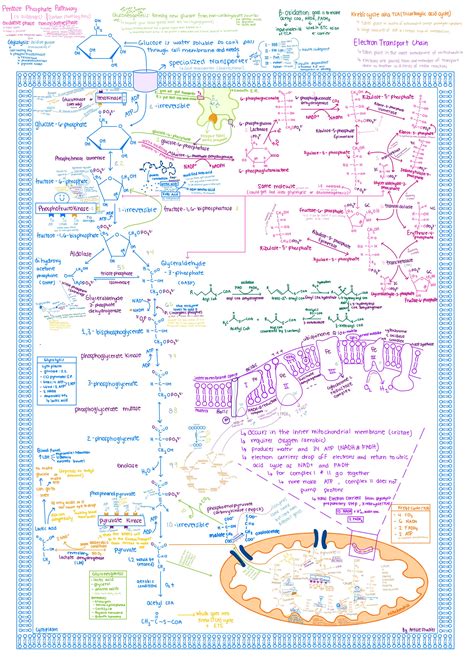 Biochemistry Pathways Glycolysis Gluconeogenesis Tca Etc Ppp B