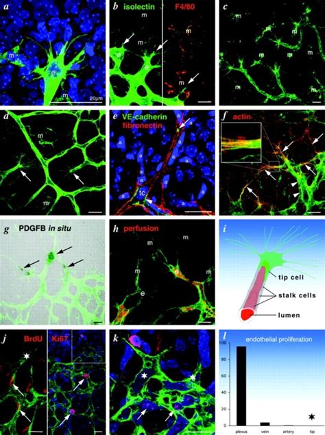 Characterization Of The Endothelial Tip Cell Isolectin Staining Is