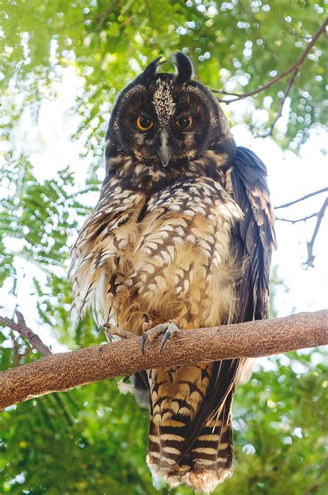 Birds of Belize: 20 Cool Species (You Must See)