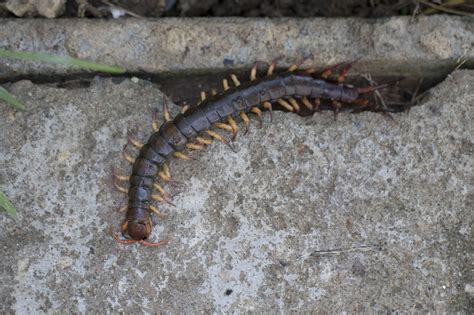 Garden Centipede Bite Fasci Garden