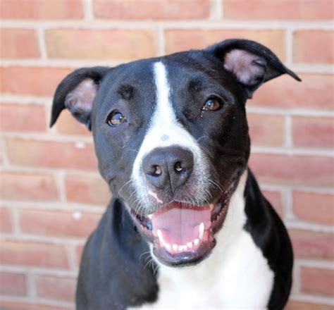 Cute Dogs: black and white pitbull terrier