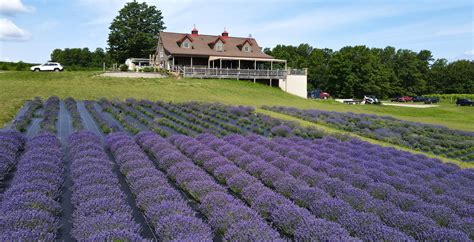 Petoskey Farms Vineyard. Winery. Coffeehouse. Lavender Farm.