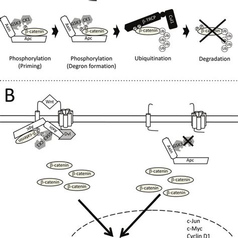 Schematic Illustration Of Multisite Phosphorylation Mediated By A