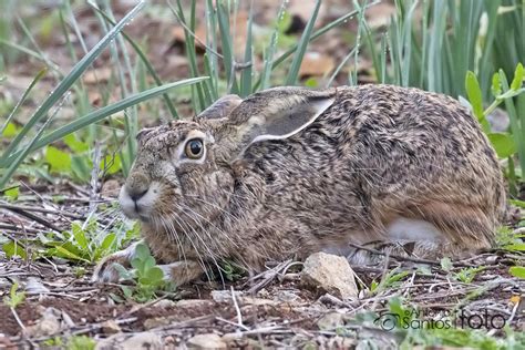 lebre ibérica Lepus granatensis Canon 7d markii lente Ca Flickr