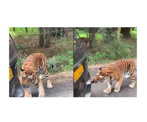 Tiger Rips Bumper Of Safari Vehicle At Bengalurus Bannerghatta